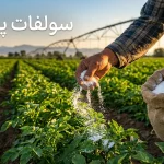 زمان مصرف کود سولفات پتاسیم پودری | افزایش کیفیت محصول