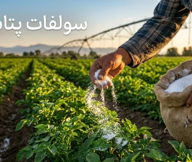 بهترین زمان مصرف کود سولفات پتاسیم پودری + روش مصرف و نکات مهم