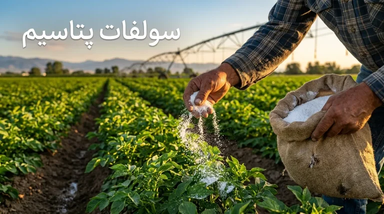 زمان مصرف کود سولفات پتاسیم پودری | افزایش کیفیت محصول
